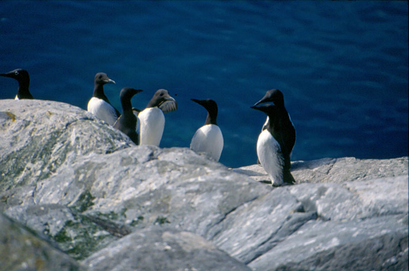Uccelli dalla Norvegia